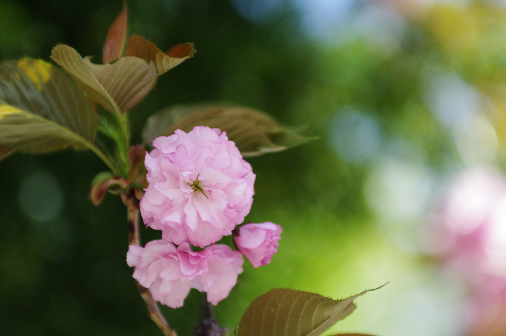 八重桜_5