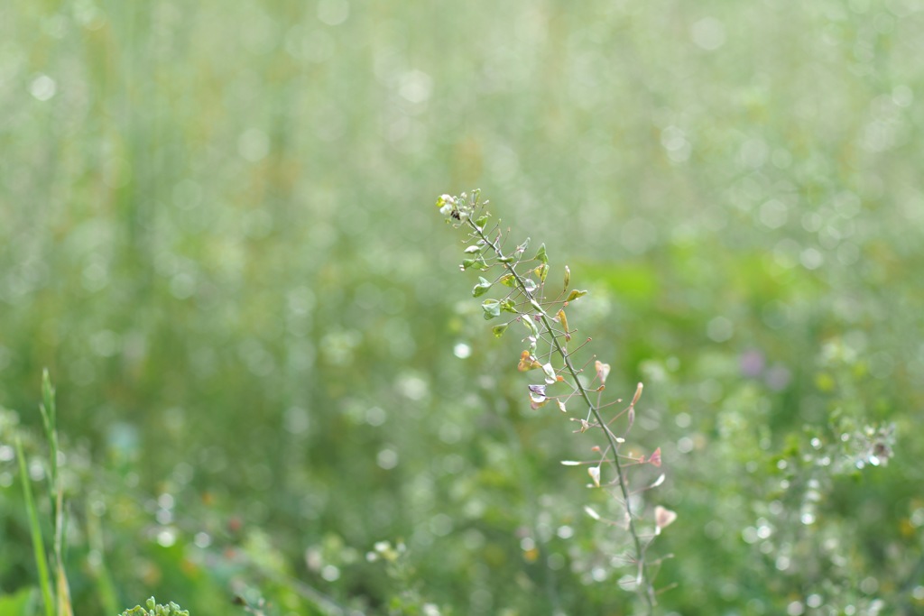 雨上がり