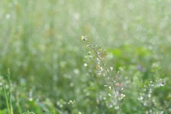 雨上がり