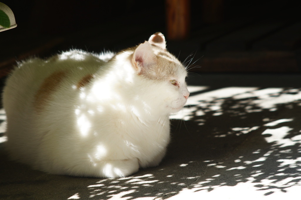 cat_77  穏やかな横顔