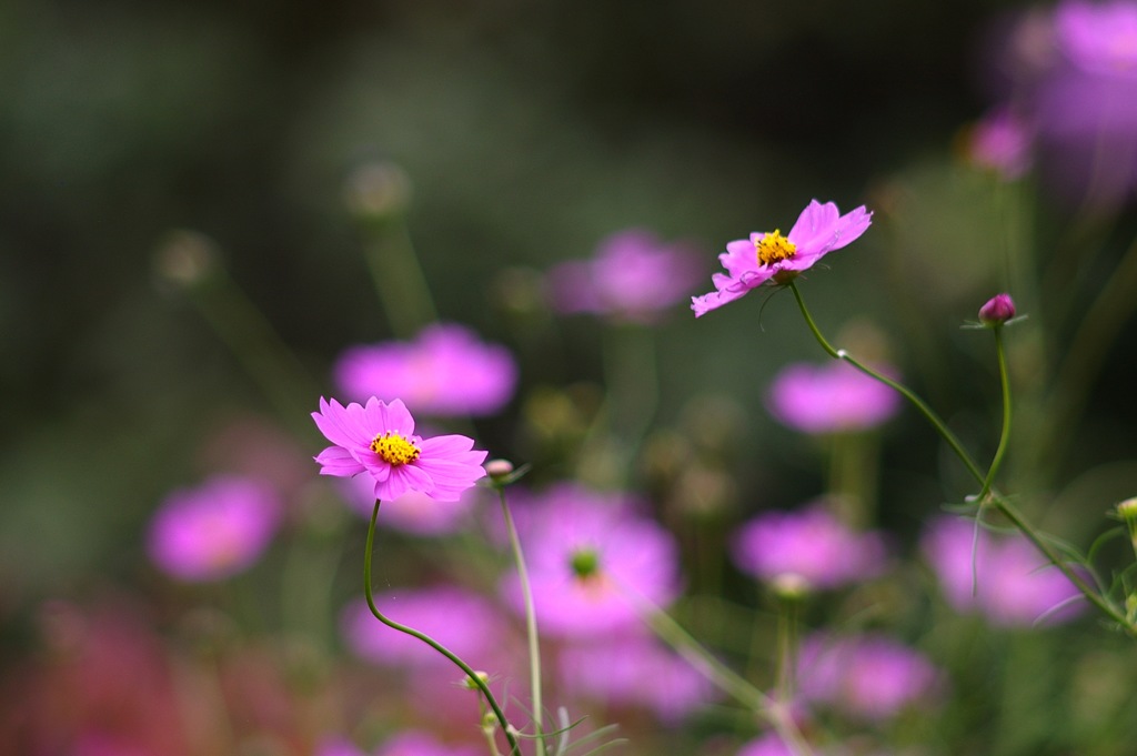 秋桜_1