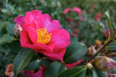 山茶花_N
