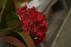 紫陽花_3