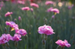 タツタナデシコ_A30