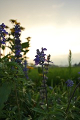 N_Blue salvia