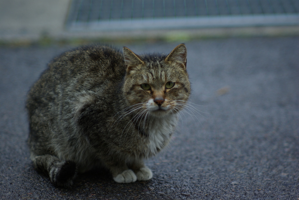 cat_476　会った事あるにゃ