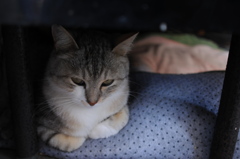 cat_350　ここが落ち着くにゃ