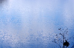池_空の映る水面