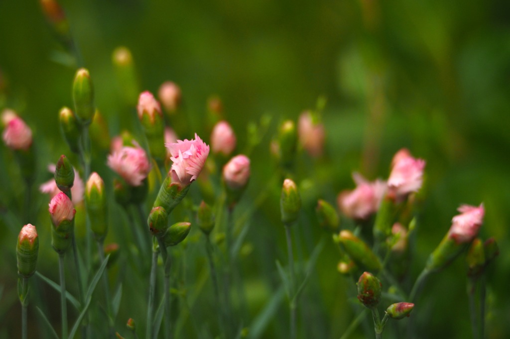 ナデシコの蕾 By Jun Id 写真共有サイト Photohito