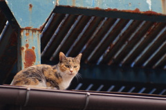 cat_399　お気に入りの場所