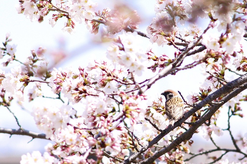 春を味わう