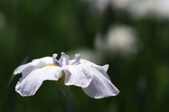花菖蒲_6