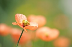 ナガミヒナゲシ