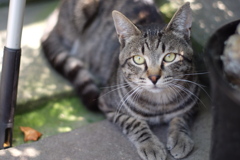 cat_343　それは汗ですか?