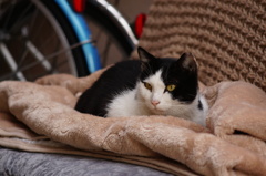cat_168　冬仕様
