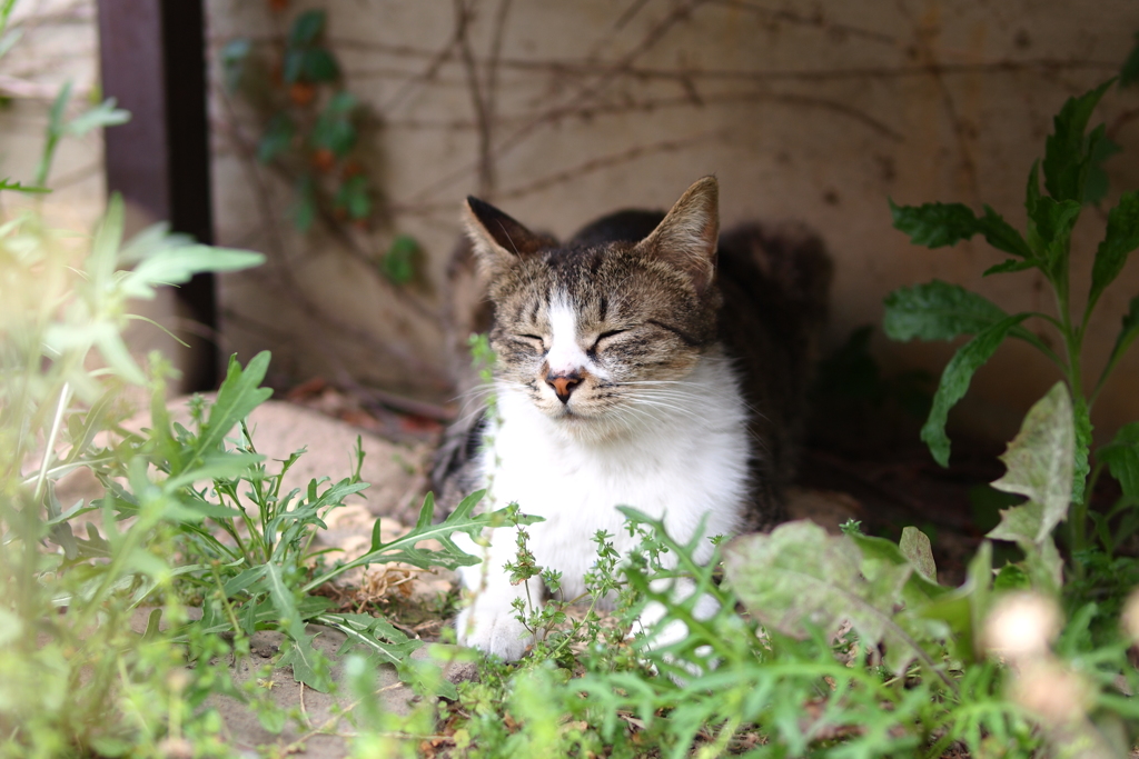 cat_284　気持ち良い場所