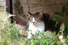 cat_284　気持ち良い場所