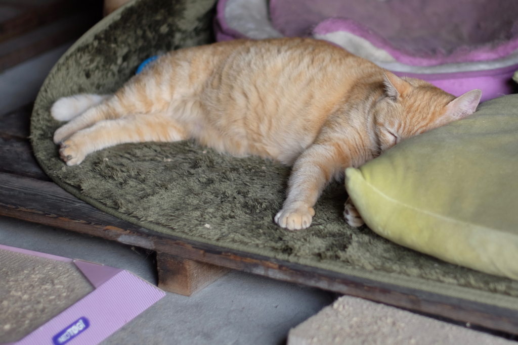 cat_344　夏の昼下がり