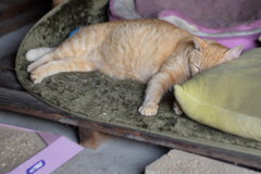 cat_344　夏の昼下がり