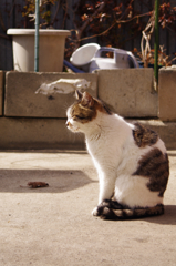 cat_18