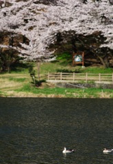 鴨と桜