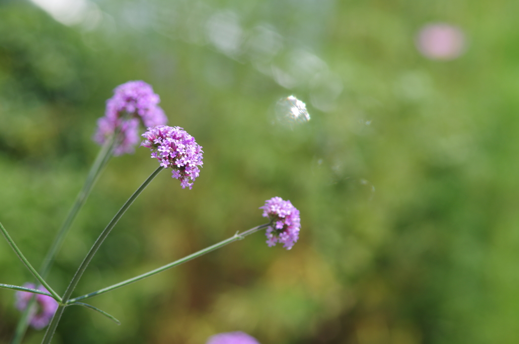 バーベナ・ボナリエンシス