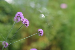 バーベナ・ボナリエンシス