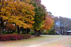 秋の公園3_フィルムにて