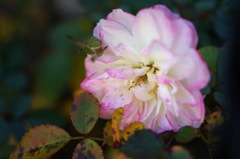 薔薇_2