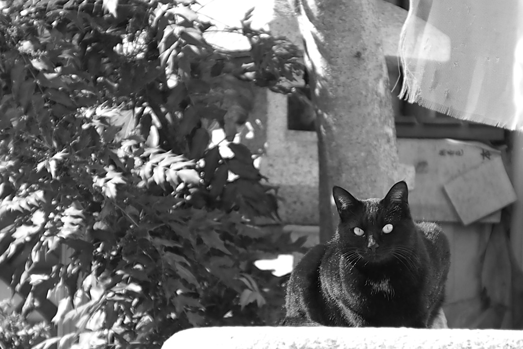 cat_7