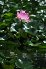 蓮_6
