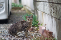 にゃにか?