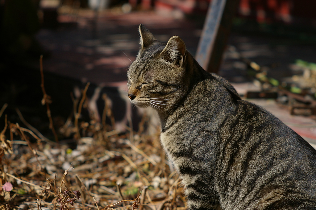 cat_9