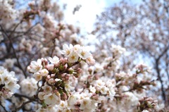 桜1_E-M10