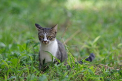 cat_384　真剣です