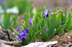 ヒヤシンスですかね