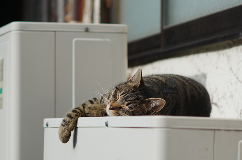 cat_165　だらりん