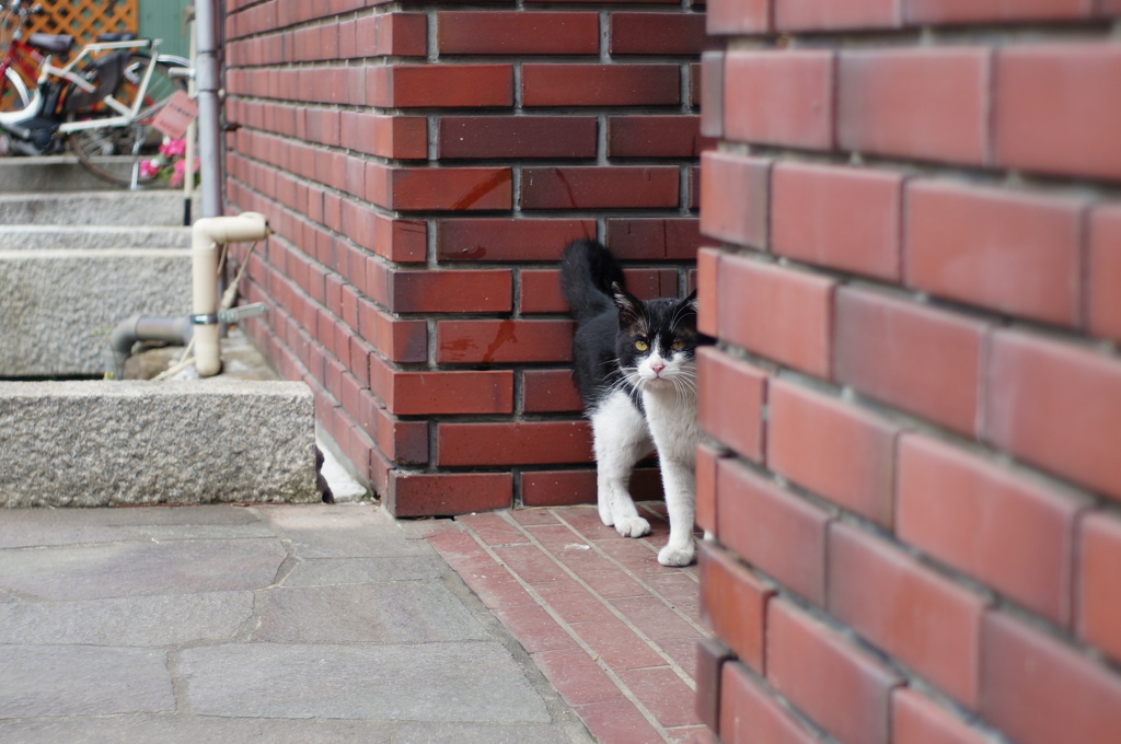 cat_266　チラッ