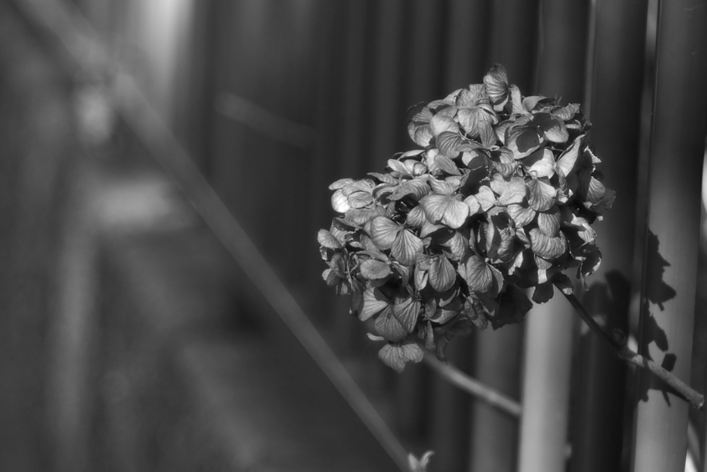 冬の紫陽花_3