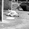 cat_525　あれ? まだ居たにゃ?