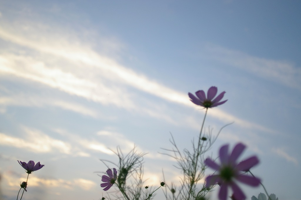 秋の空