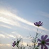 秋の空