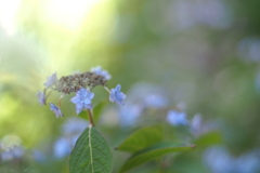 紫陽花_3
