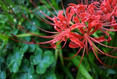 彼岸花_5