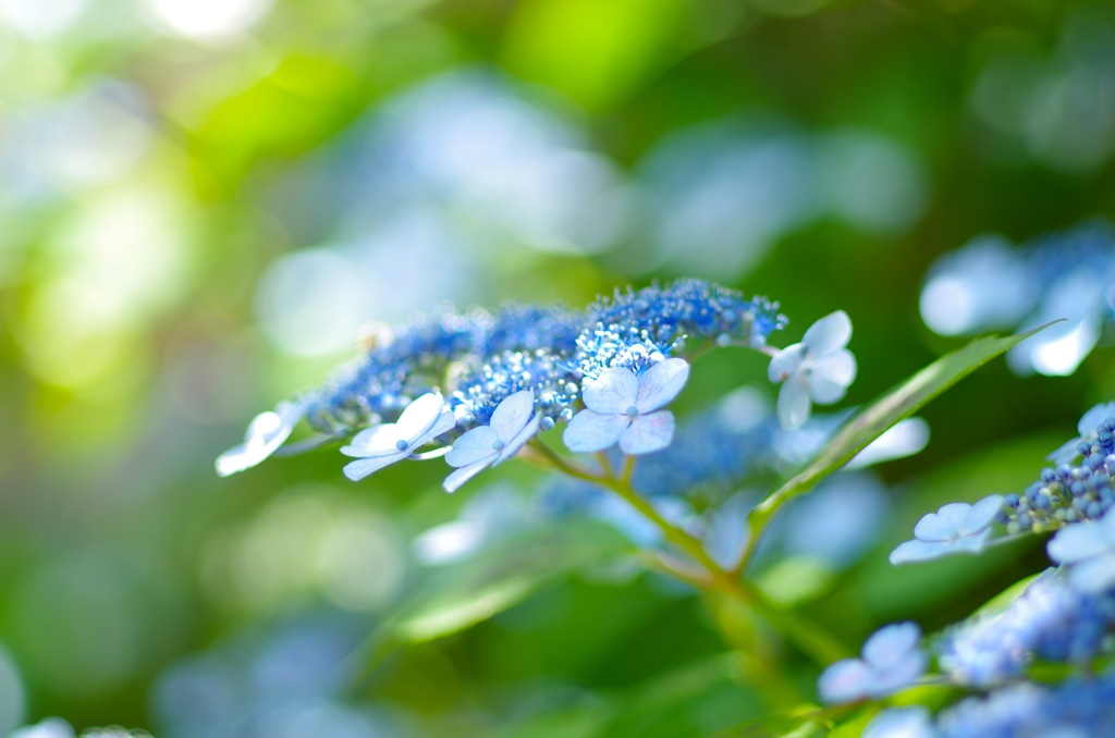 梅雨の晴れ間に_2