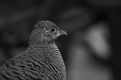鳥_2