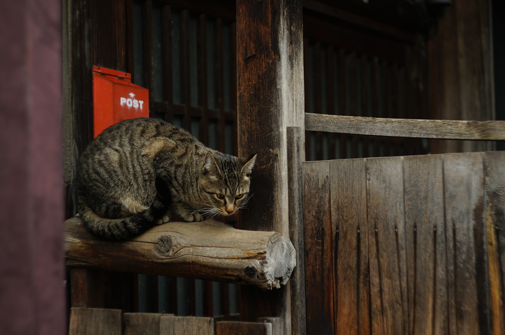 cat_451　ムムッ