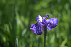 花菖蒲_5