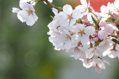 桜_2