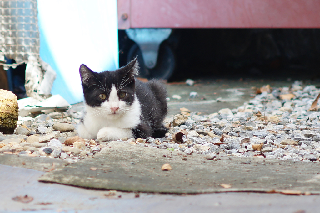 cat_85  あどけない